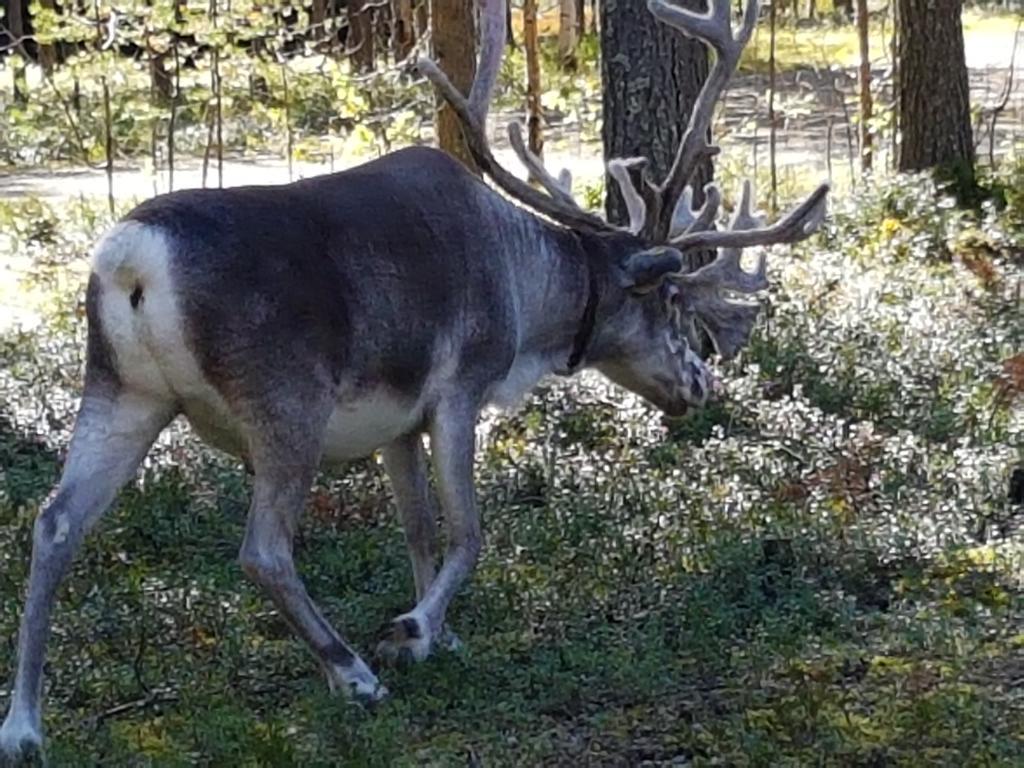 Pyhaen Kortepuolukka Pyhätunturi Dış mekan fotoğraf